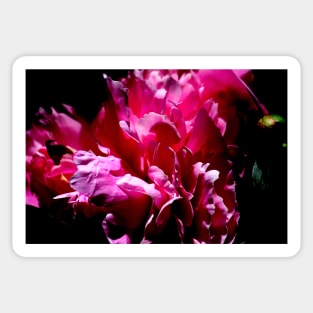 Peony Blossom Sticker